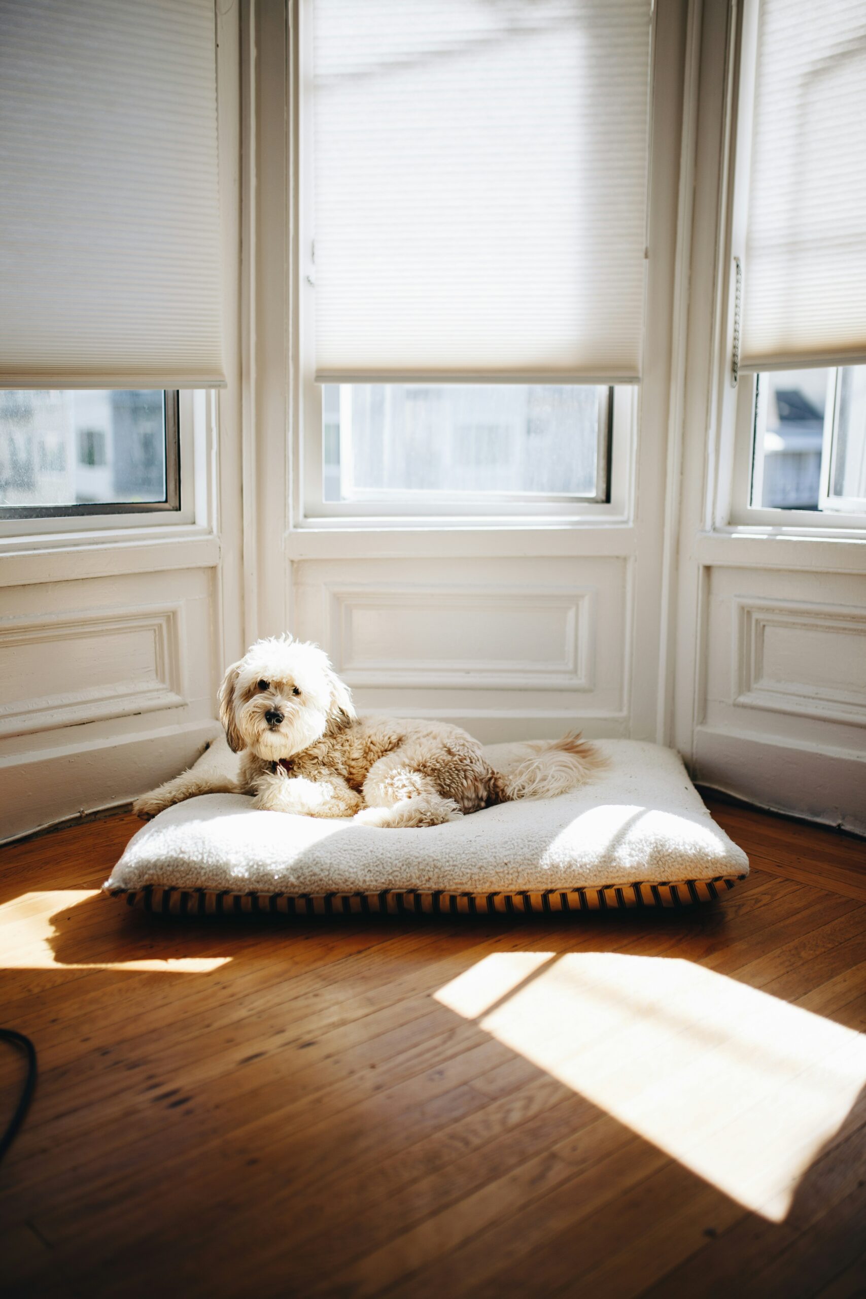 pet