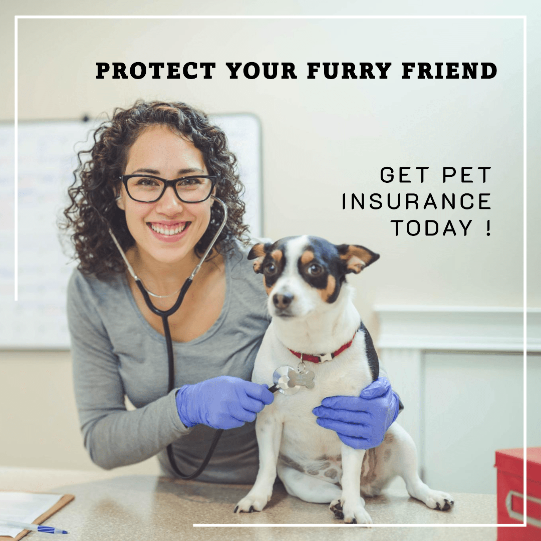 pet insurance
