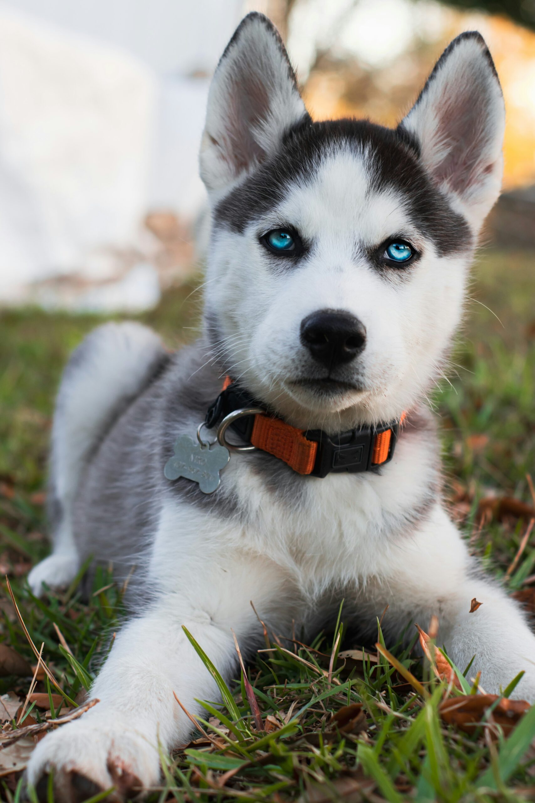 husky
