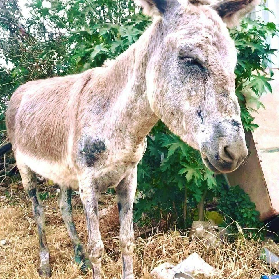 donkey